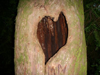 Selv trærne har et hjerte!